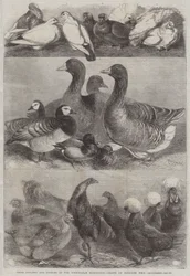 Prize Poultry and Pigeons at the Birmingham Exhibition